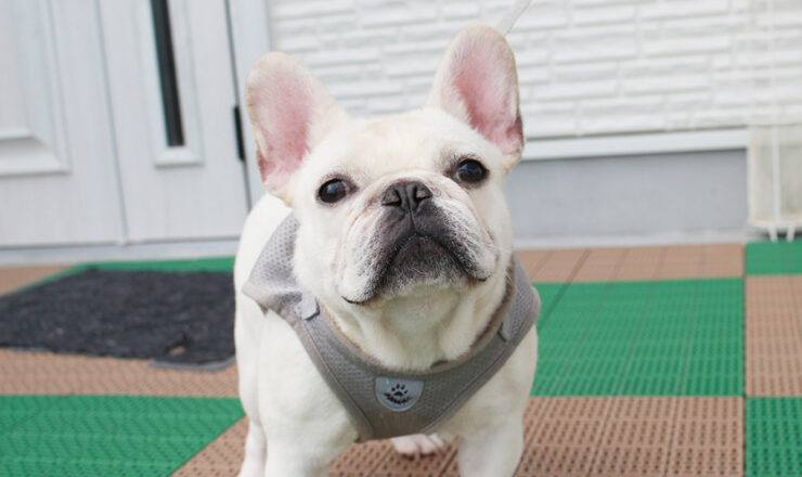 フレンチブルドッグ　子犬