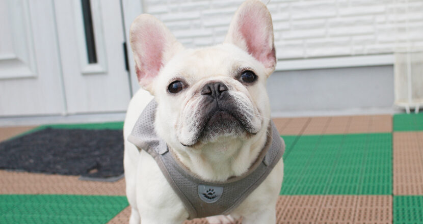 フレンチブルドッグ 子犬