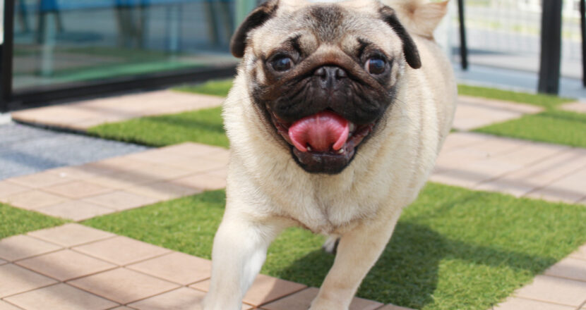パグの子犬