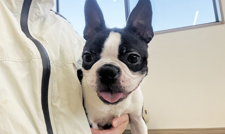 ボストンテリア　子犬