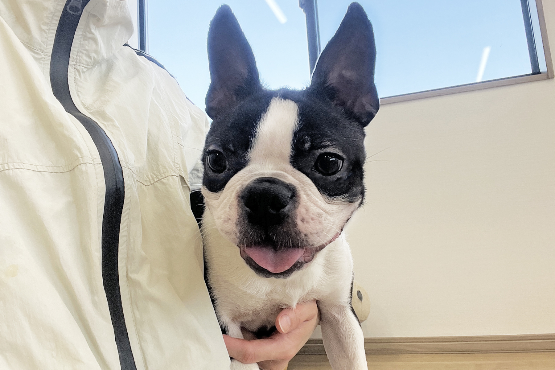 ボストンテリア　子犬