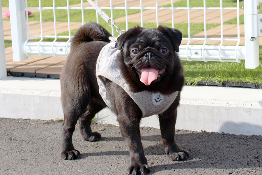 パグ　子犬