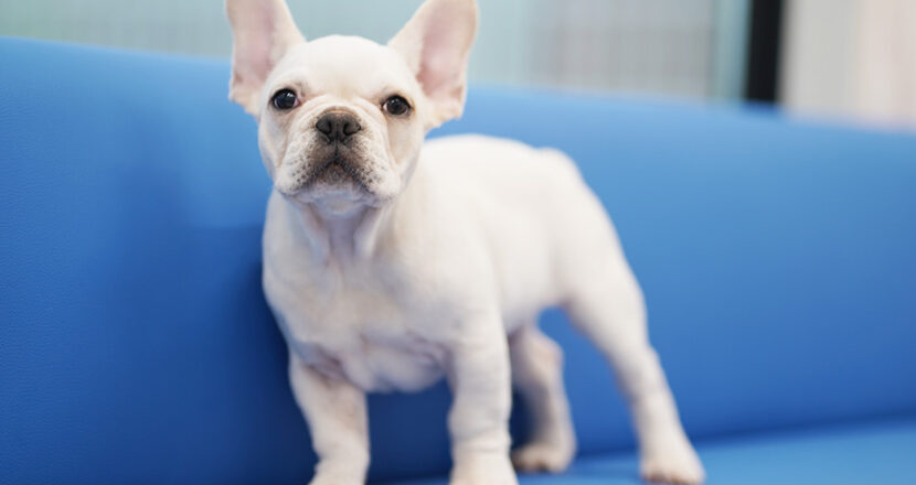 フレンチブルドッグの子犬