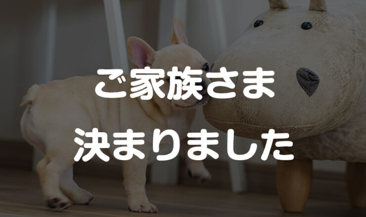 フレンチブルドッグの子犬