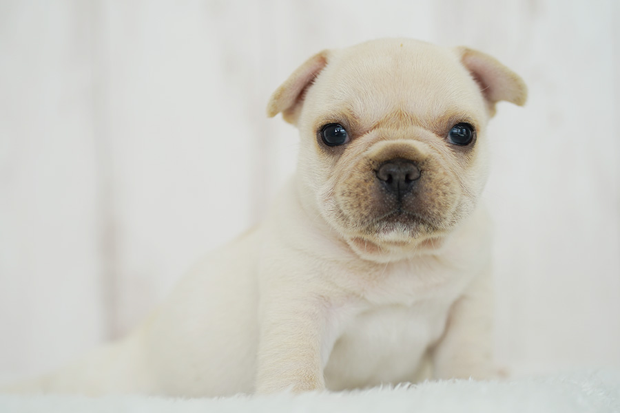 フレンチブルドッグの子犬