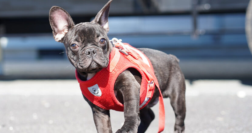 フレンチブルドッグの子犬