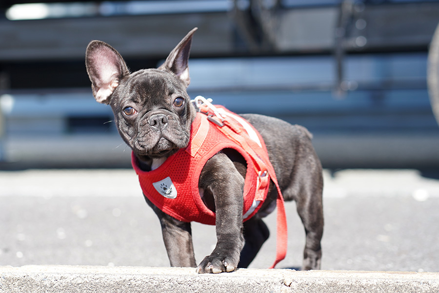 フレンチブルドッグの子犬