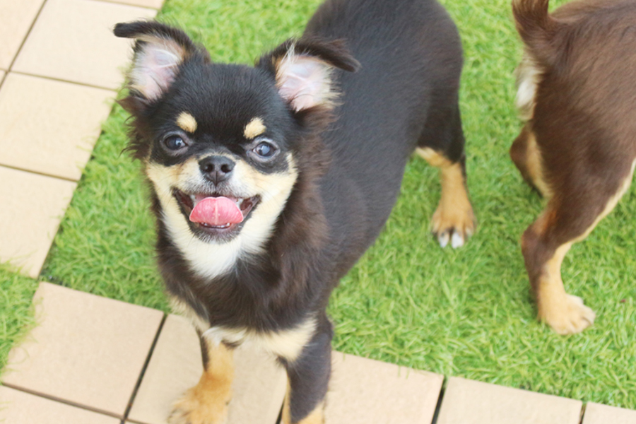 チワワの子犬