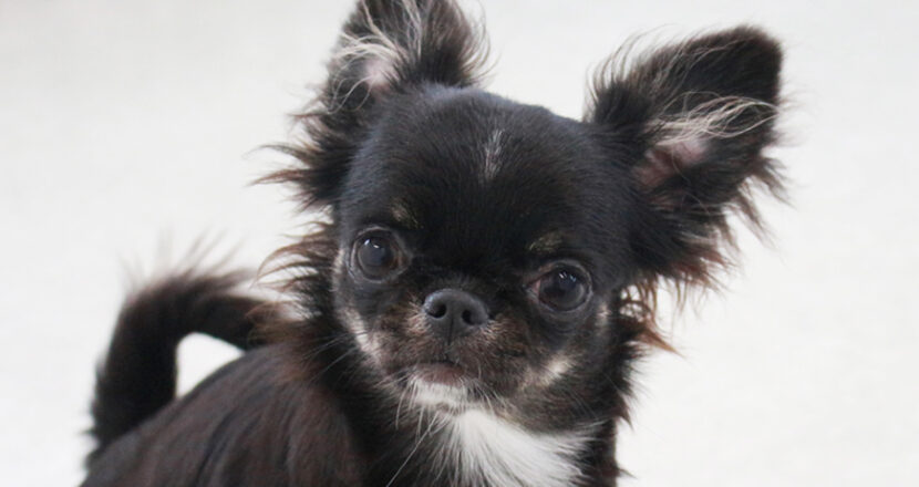 チワワの子犬