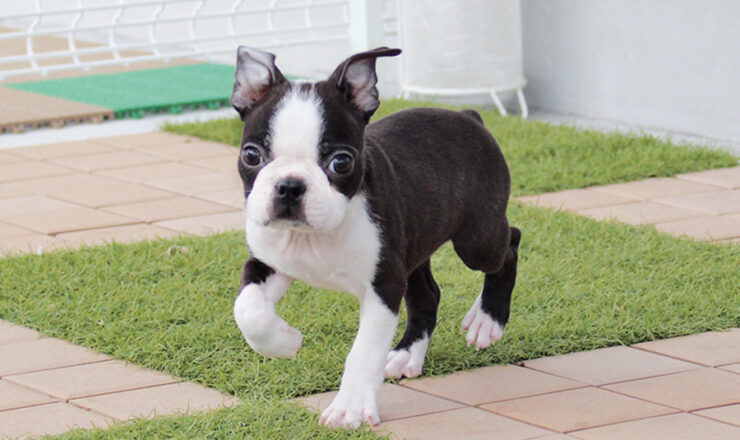 ボストンテリアの子犬　