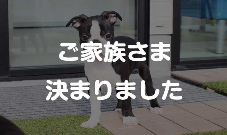 ボストンテリアの子犬　