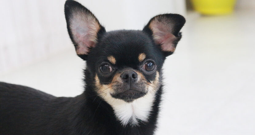 チワワの子犬