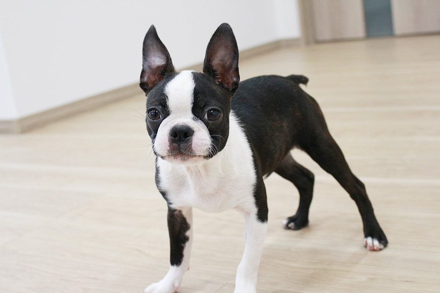 ボストンテリアの子犬