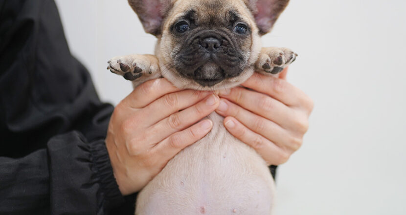 フレンチブルドッグの子犬