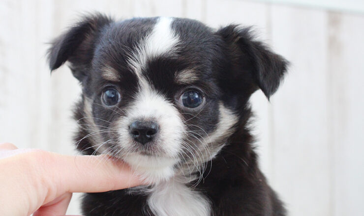 チワワの子犬