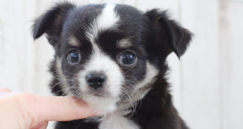 チワワの子犬