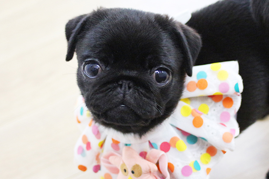 パグ　子犬