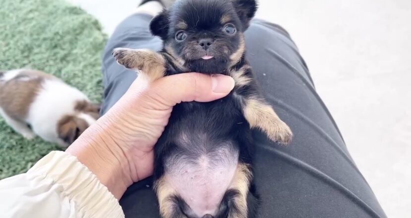 チワワ 子犬 女の子