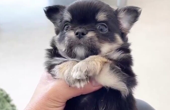 チワワ 子犬 男の子