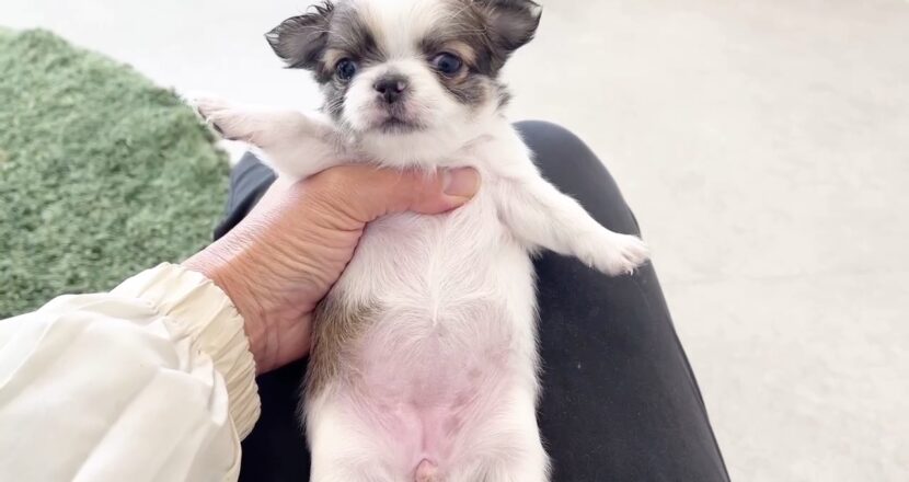 チワワ子犬 女の子