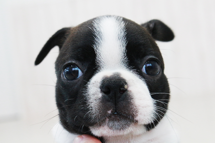 ボストンテリアの子犬