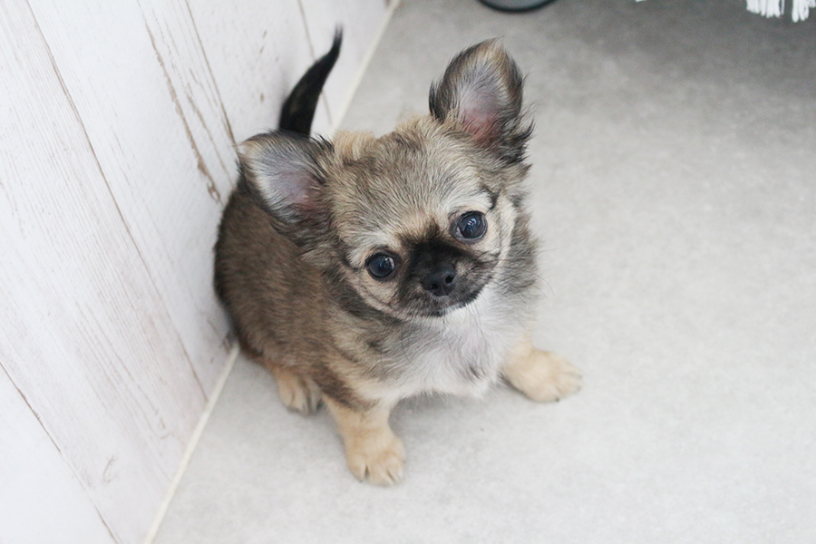 チワワの子犬　女の子