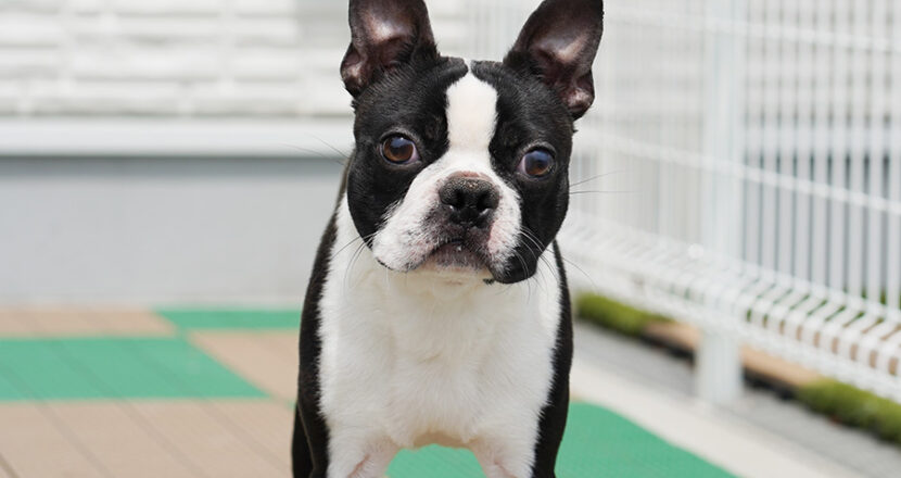 ボストンテリア 子犬