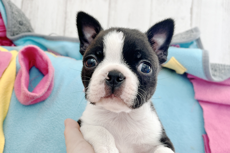 ボストンテリアの子犬
