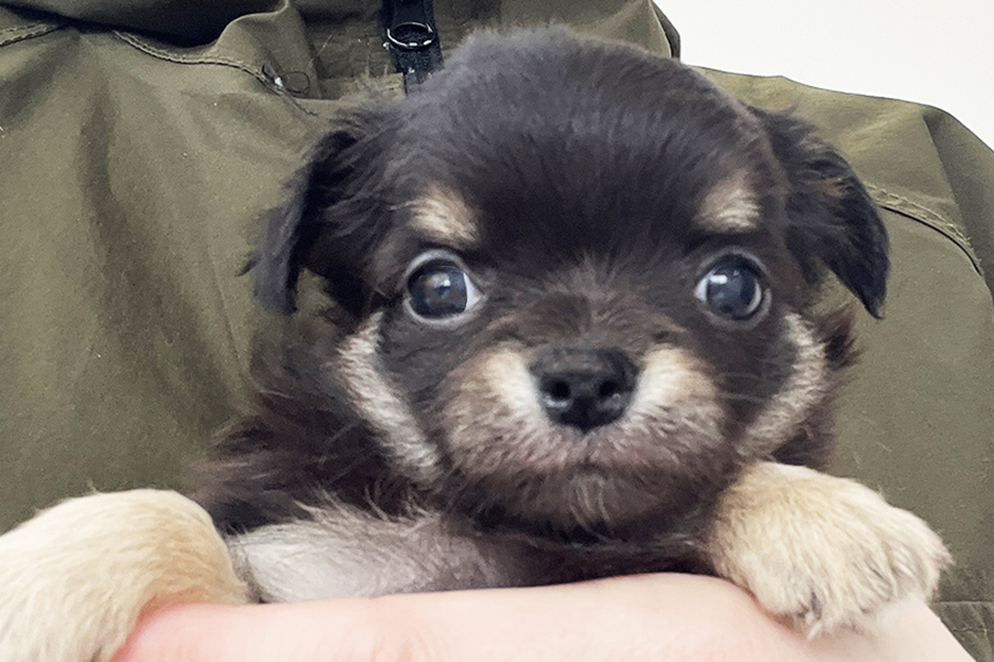 チワワ　子犬