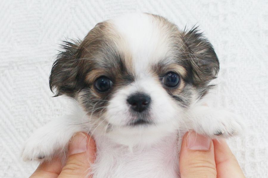 チワワ子犬　女の子