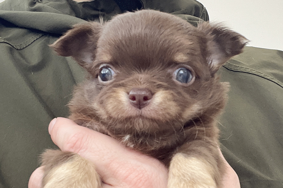チワワ　子犬