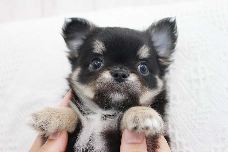 チワワ　子犬　男の子