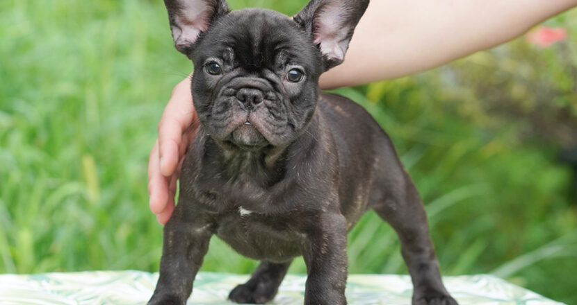 フレンチブルドッグ子犬