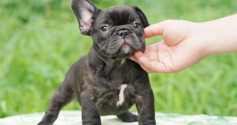 フレンチブルドッグ子犬