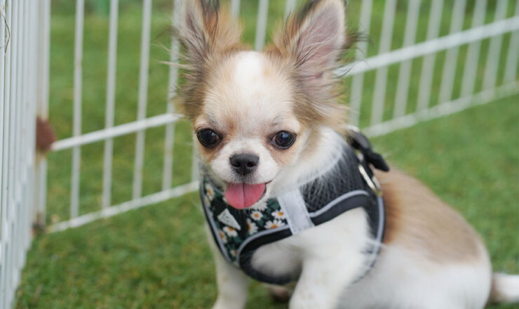 チワワ　子犬