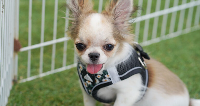 チワワ　子犬