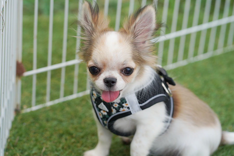 チワワ　子犬