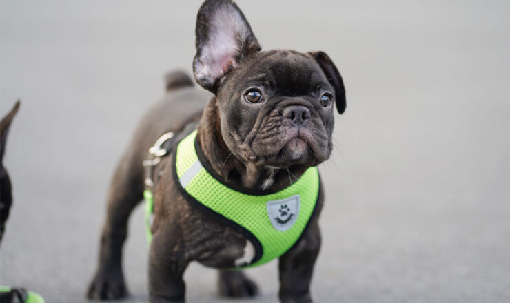 フレンチブルドッグ　子犬