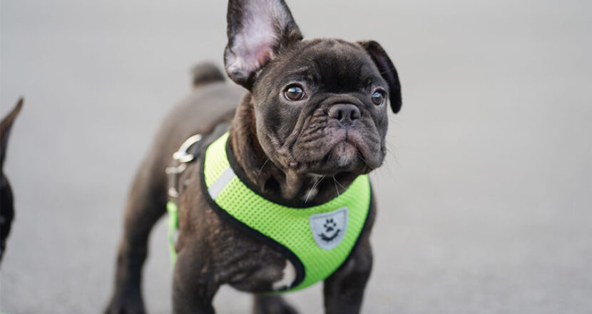 フレンチブルドッグ 子犬