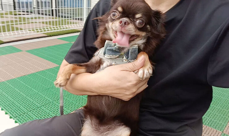 チワワ　子犬