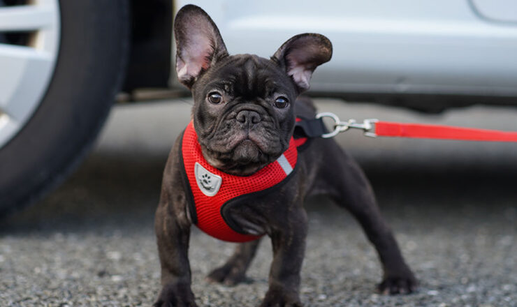 フレンチブルドッグ　子犬