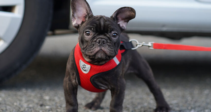 フレンチブルドッグ　子犬