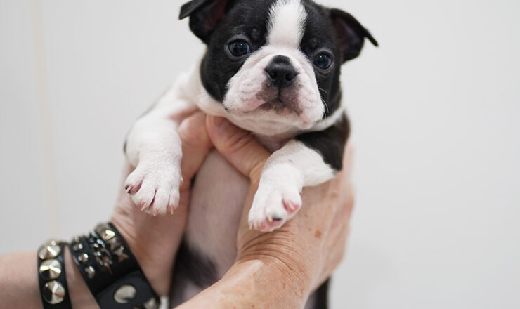 ボストンテリア