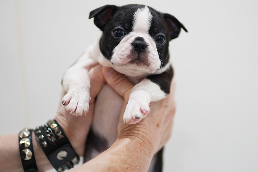 ボストンテリア