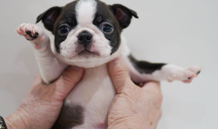 ボストンテリア