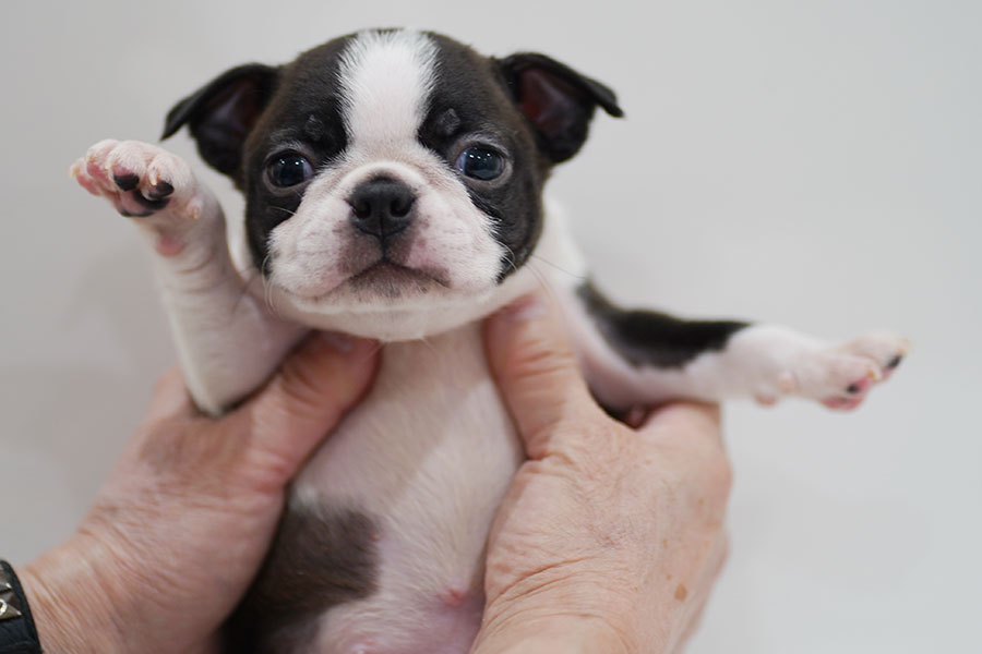 ボストンテリア