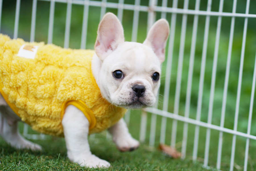 フレンチブルドッグ